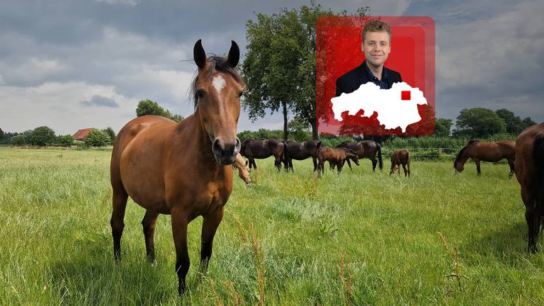 Geen geloei, maar gehinnik: in deze Brabantse stal melken ze paarden