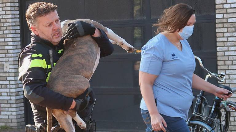 Dierenarts Carolien als de hond wordt weggedragen (foto: Perry Roovers/SQ Vision).