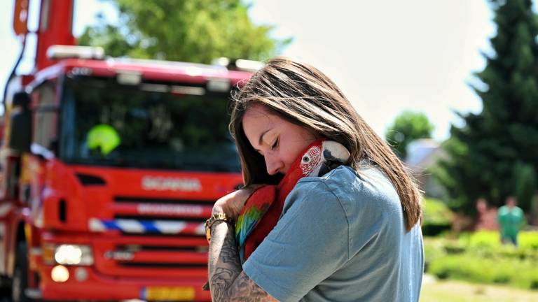 Piepjonge papegaai Rubi moet door brandweer uit boom worden gehaald