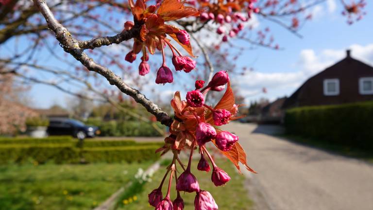 Roze bloesem (foto: Ben Saanen).