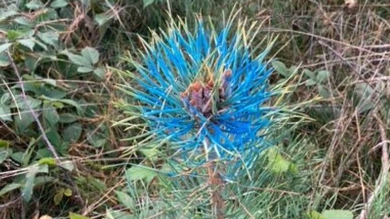 Een jonge grove den, blauw gekleurd (foto: Nel van den Berg).