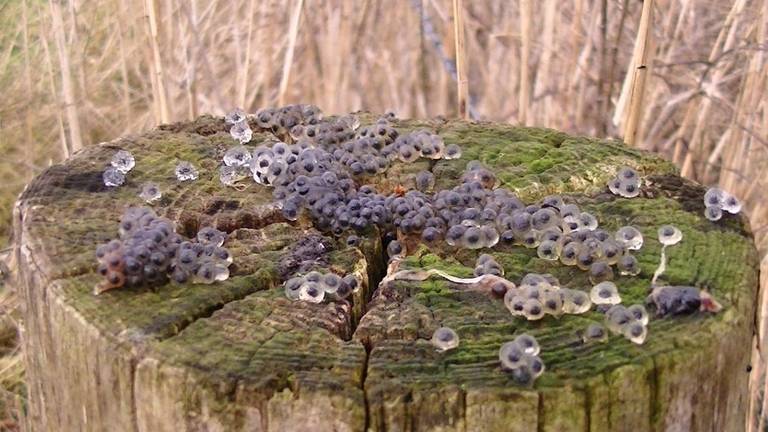 Heel veel bruine kikkereitjes op een paal (foto: Thea Willems).