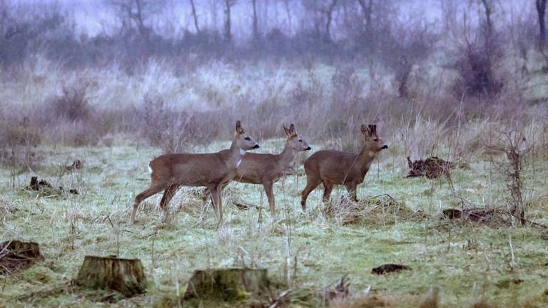 Reeën in het wild (foto: Ben Saanen)