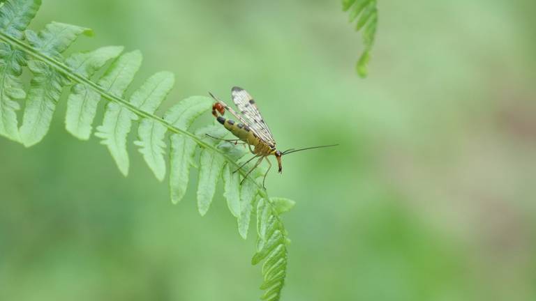Het mannetje van de schorpioenvlieg (foto: Michel Felten).