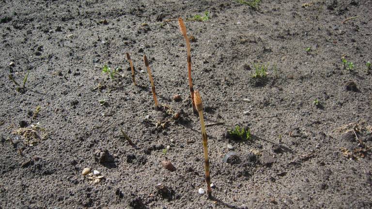Vruchtbare stengels met sporendragers van heermoes (foto: Frans van Loon).