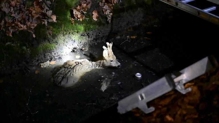 Aangereden ree belandt in een sloot, brandweer redt het dier