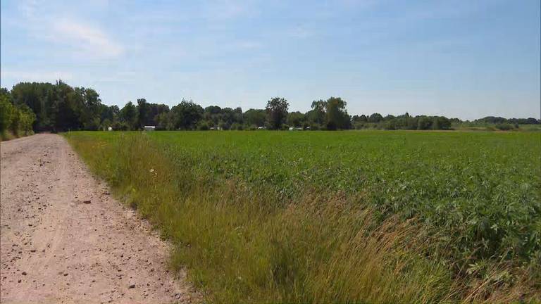 Het wietveld in de buurt van Riel.