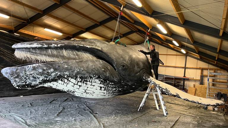 De bultrug walvis die Jim in drie maanden maakt (foto: Rogier van Son).