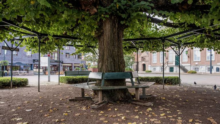 De Moeierboom in hartje Etten-Leur (foto: Ton van Etten).