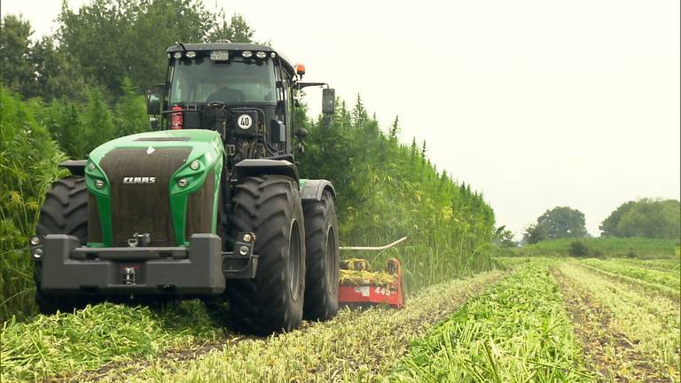 Enorm hennepveld geoogst in Tilburg (foto: Omroep Brabant).