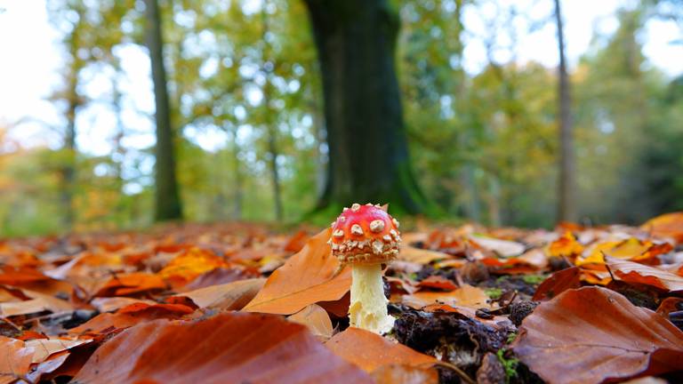 Zo maak je hét ideale herfstplaatje met je mobiel: we dagen je uit