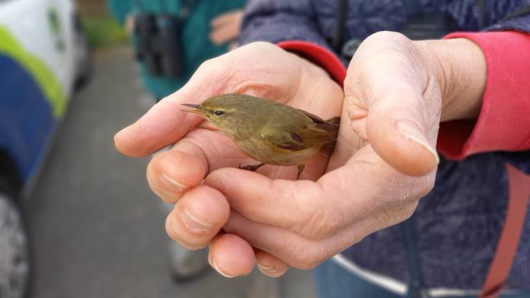 Een tjiftjaf in de handen van Marga (foto: Marga van de Ven).