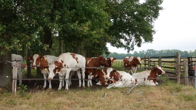 Woensdag trok minister Schouten haar voermaatregel in. Boeren bepalen zelf het eiwitgehalte van hun veevoer. (Foto: Ben Saanen)