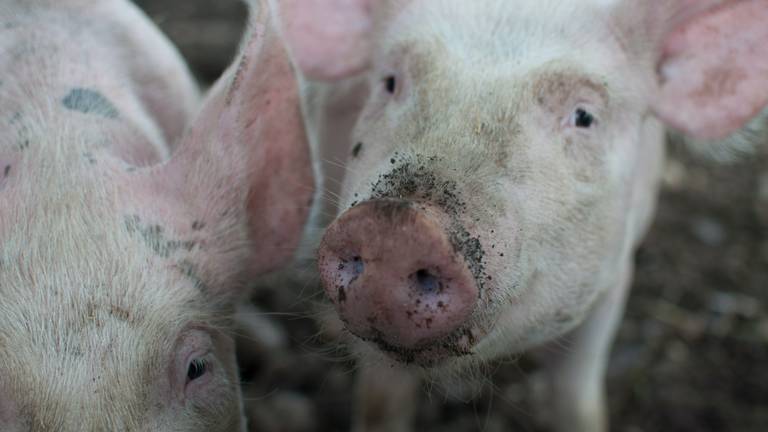 De Peel telt vooral veel varkensboeren (foto: Pexels). 