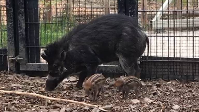 De visayawrattenzwijntjes bij hun moeder (foto: Dierenrijk).