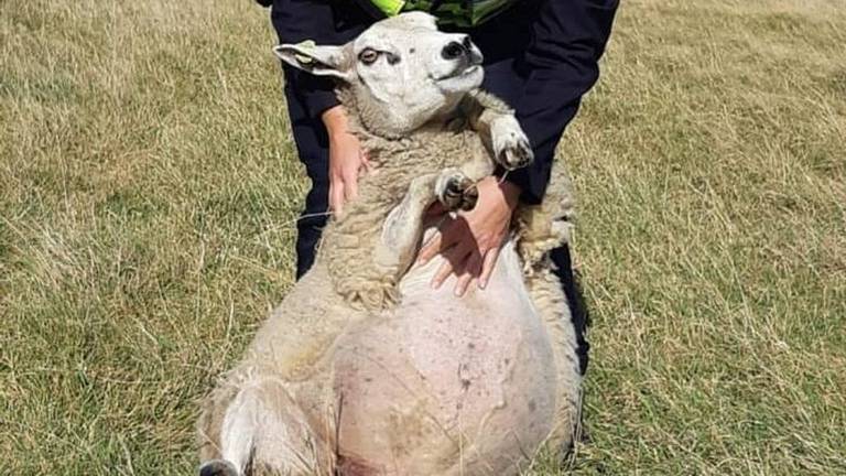 Zo zet je een schaap op zijn billen (foto: Dierenpolitie Zeeland-West-Brabant).