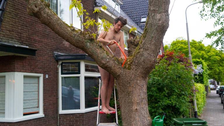 Freek Haverman snoeit de boom (foto: Marcel Rensen).