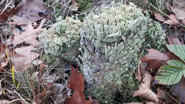 Prachtig bekermos, of cladonia (foto Pieter Hermsen).