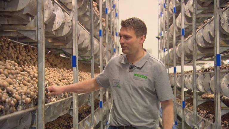 Jozef van den Elsen in zijn nieuwe champignonkwekerij (beeld: Omroep Brabant).