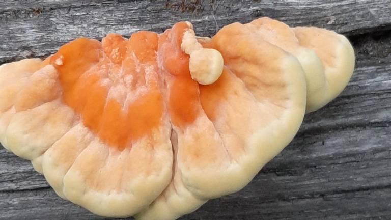 Een zwavelzwam, ook bekend als 'chicken of the woods'(foto: Ien Doorn).