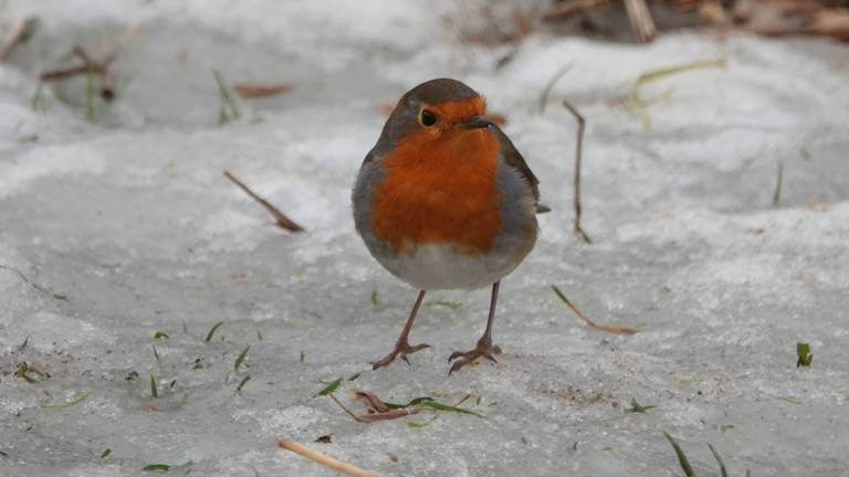 Het roodborstje redt zich wel (foto: Ben Saanen).