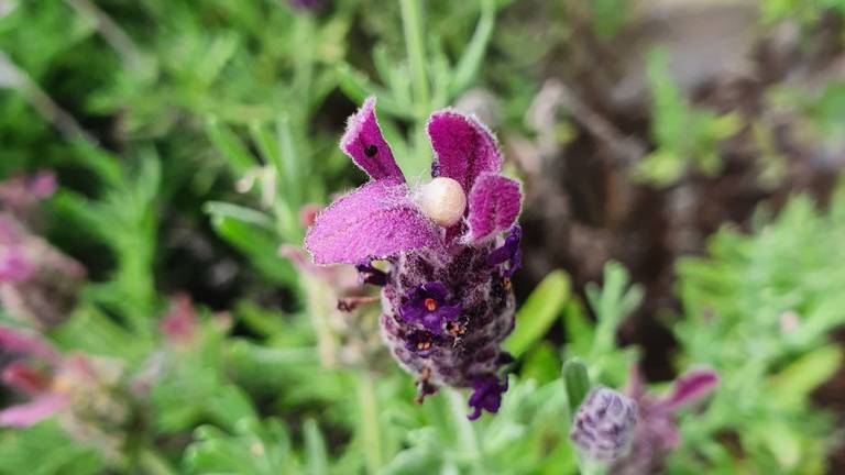 Het witte bolletje in de lavendel is een spinnencocon (foto: Sanne Vogels).