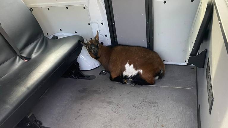 De geit leek helemaal op z'n gemak in de politiebus (foto: Instagram Politie Basisteam Langstraat).
