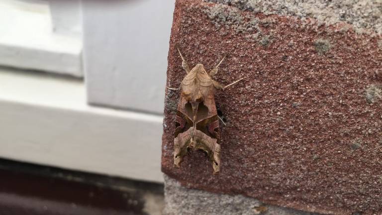 Een agaatvlinder (foto: Jo Veldpaus)