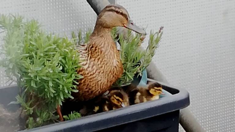 De eend met haar kuikens (foto: Mireille).