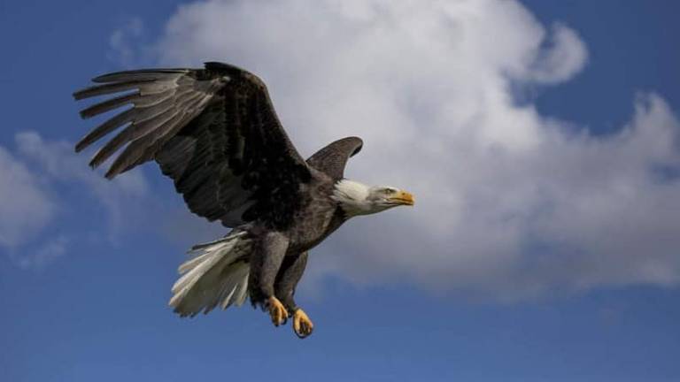 Topvogel Roofvogelpark in Diessen maakt zich zorgen over zeearend Homer (foto: Facebook Topvogel Roofvogelpark).