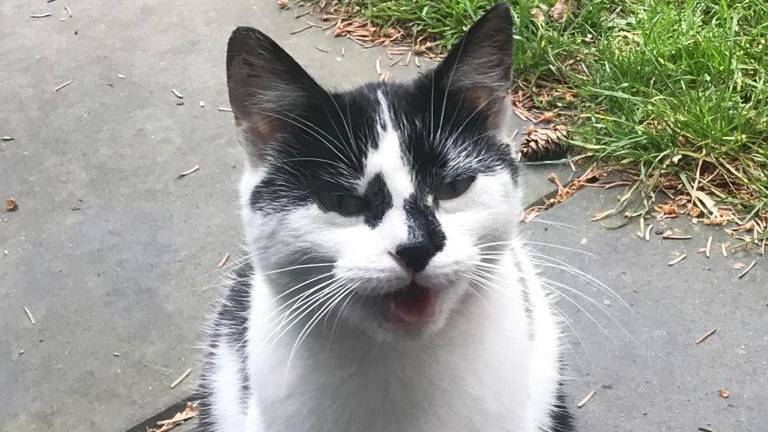 De kat heeft voortaan een kogel in zijn lijfje (foto: Stichting Straatkat).