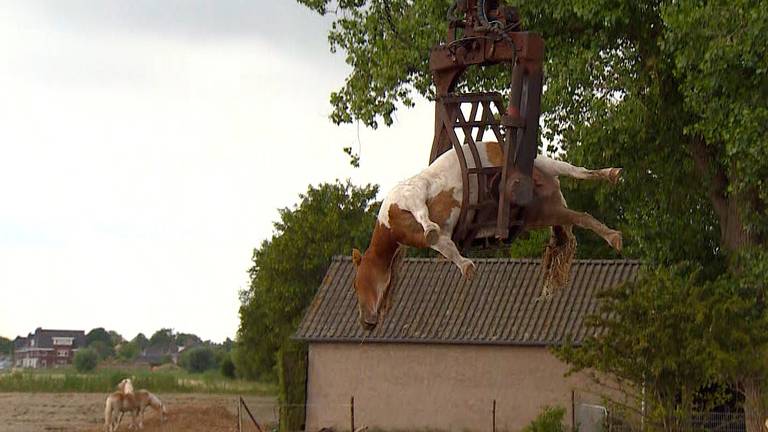 Er lag een dood paard in de wei bij Haarsteeg.