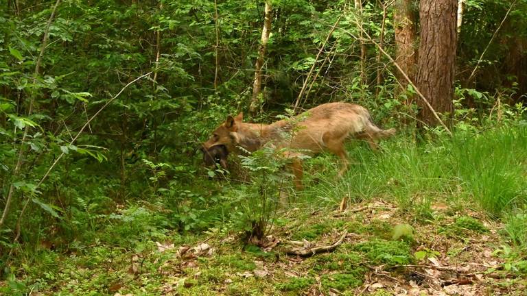 Een wolf schiet snel de bosjes in met een welpje (foto: Natasja Koet).