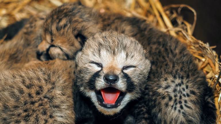 Pas bevallen cheeta adopteert drie andere welpjes in Beekse Bergen