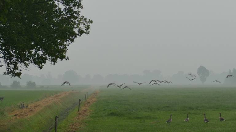 Op sommige plekken in Brabant is de luchtvochtigheid honderd procent (foto: Ben Saanen).