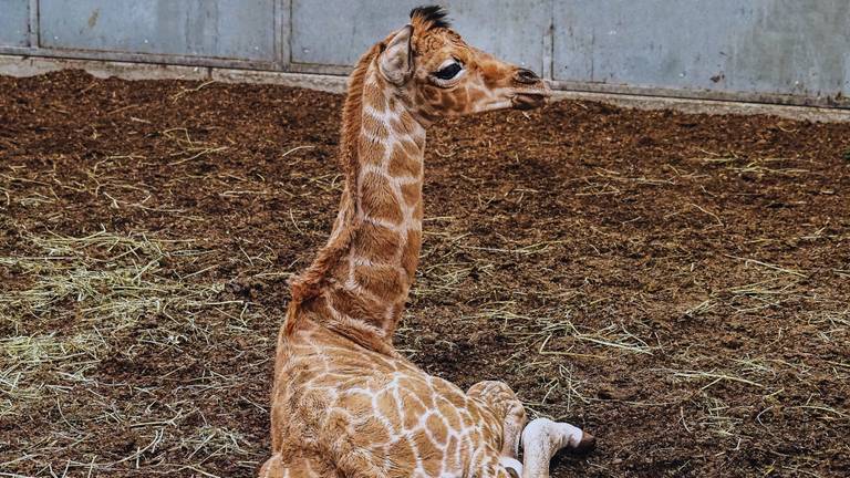 Nubische giraffe M'toto geboren in safaripark Beekse Bergen