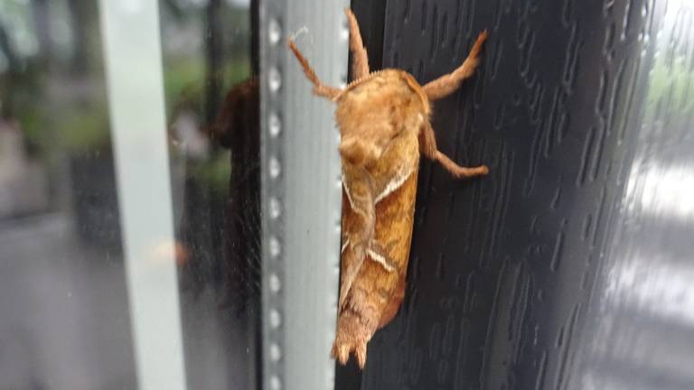 Het mannetje van de oranje wortelboorder (foto: An Roelen)