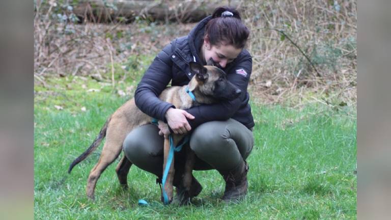 Zieke speurhond Tommie krijgt chemotherapie: 'We willen hem nog niet kwijt'
