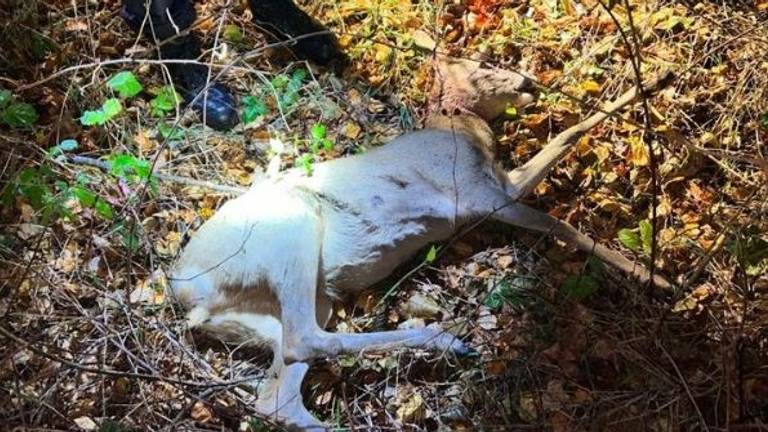 De doodgeschoten ree in het buitengebied van Nistelrode (foto: politie Maashorst/Instagram).