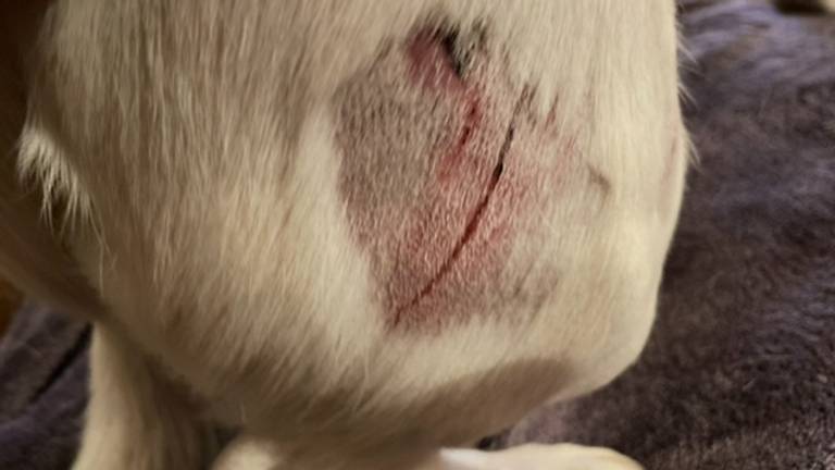 Australische persoon achter Een goede vriend Hond van Richard aangevallen tijdens uitlaten: 'Hij krijste het uit' -  Omroep Brabant