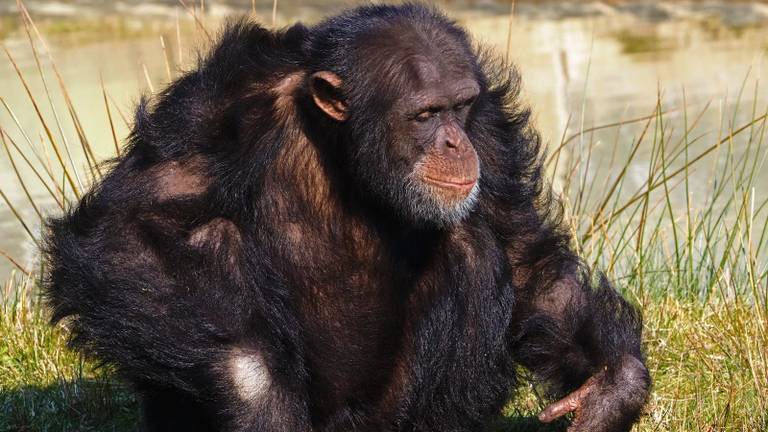 Chimpansee Stephan (foto: Beekse Bergen).