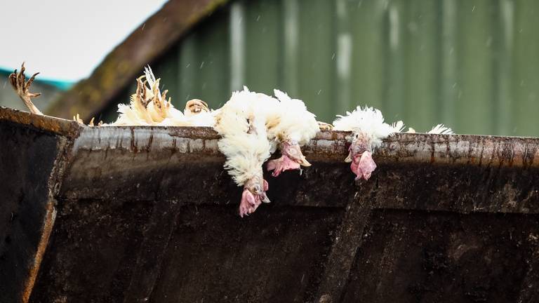 De kosten voor het ruimen lopen enorm op (foto: ANP).