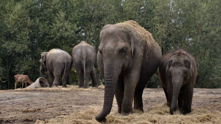 De zwangere Htoo Yin Aye met haar laatste telg van ruim twee jaar oud. (Foto: Alice van der Plas)