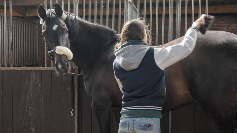 Een paard in ruil voor een seksafspraak (foto: ANP).