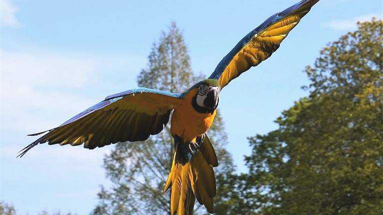 Ara Oro in vrolijkere tijden (foto:  Chris Mallens).