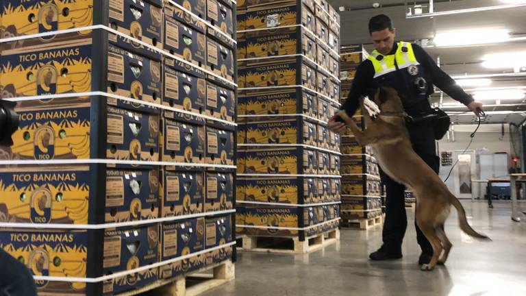 Cocaïne tussen bananen: bendeleden krijgen zeven en acht jaar cel