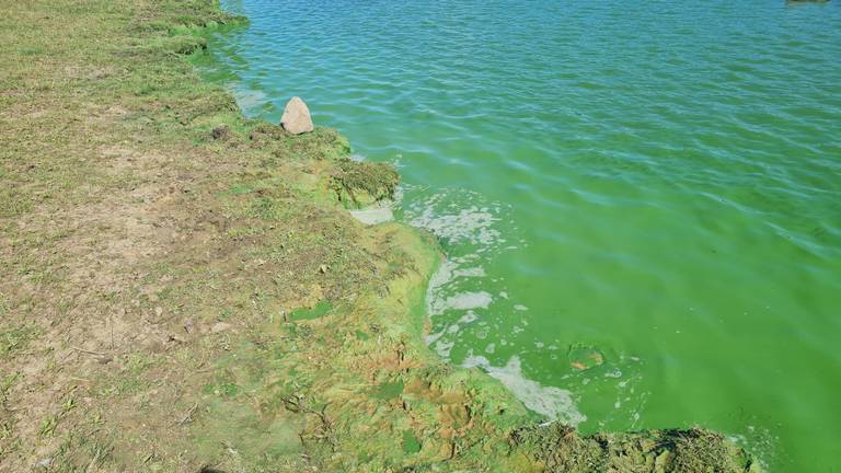 Het water heeft in gifgroene kleur in de Maas bij Cuijk (foto: Marvin Hop).