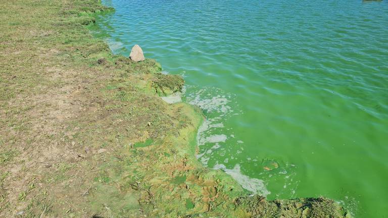 Gifgroen water in de Maas bij Cuijk door blauwalg: 'Ga niet zwemmen'