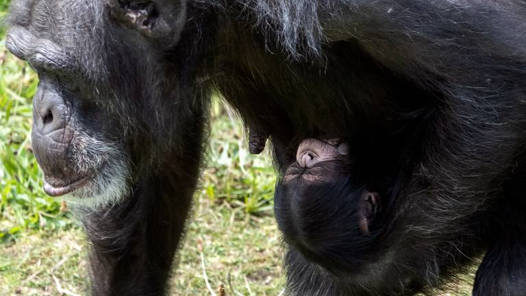 Chimpansee geboren in Beekse Bergen: 'DNA moet uitwijzen wie de vader is'