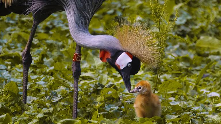 In de Beekse Bergen is een grijze kroonkraanvogel uit het ei gekropen.